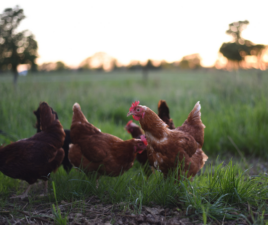 Del campo a tu mesa: El sabor único de los huevos de Chillán